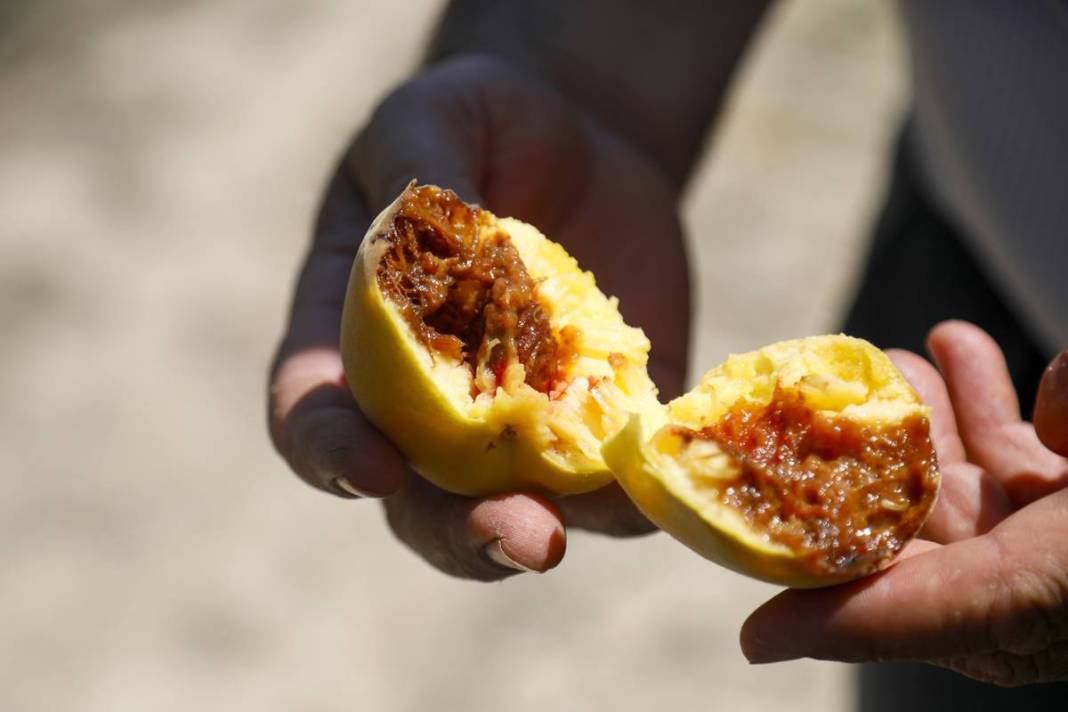 Meyve bahçesine giren üretici gözyaşlarını tutamadı! Tonlarca meyvenin çürüme nedeni şaşırttı 6